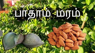 பாதாம் மரம்  Almond Tree  Footage Only [upl. by Tasiana]