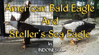 American Bald Eagle and Stellers Sea Eagle in Indonesia  Sudah Langka 1001 Penampakan Aslinya [upl. by Jesus]