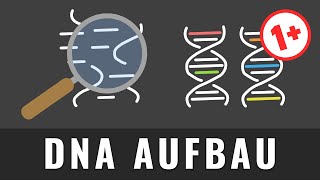 Aufbau der DNA einfach erklärt  Aufbau der DNS [upl. by Assyli]