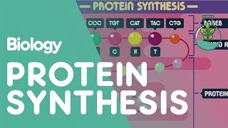 Protein Synthesis  Cells  Biology  FuseSchool [upl. by Havot]