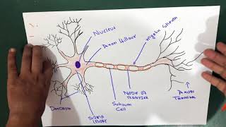 Neuron  Structure  Explained [upl. by Neu]