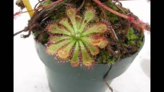 Drosera spatulata timelapse [upl. by Aihsenot955]