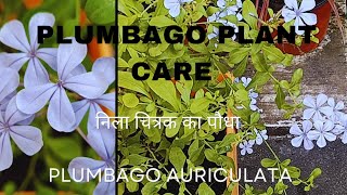 Plumbago plant careHow to grow plumbago auriculata plantblue plumbagoChitrak plant [upl. by Dihgirb838]