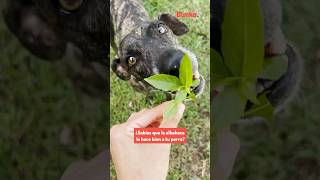 Infusión de albahaca para tu mascota estos son sus beneficios [upl. by Kieran635]