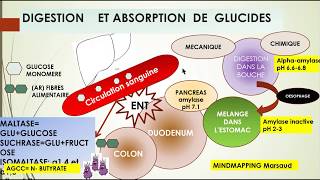 LE TRANSPORT ET LABSORPTION DE GLUCIDES [upl. by Etteve]