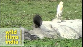 Cattle egret resting on a Indian Rhino  Kaziranga [upl. by Salas]