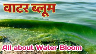 वाटर ब्लूम Water Bloom  water bloom kya hai  algal bloom kya hai  all about water bloom  bio [upl. by Tanny194]