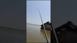 Mancing baronang umpan lumut [upl. by Krenn]