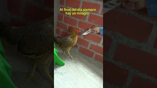 Gallina vendió todos los huevos gallinas mascotas funnyshorts [upl. by Shaffer]