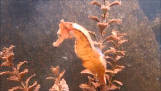 Seahorse birth Hippocampus hilonis [upl. by Iniffit]