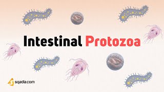 Intestinal Protozoa Parasites  Characteristics Transmission and Pathogenesis Microbiology [upl. by Goldfarb]