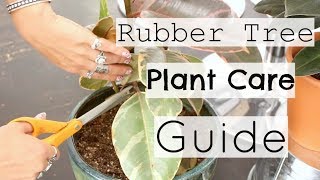 10 Tips to Take Care of A Rubber Plant  How To Care For A Rubber Tree Houseplant [upl. by Nahk]