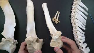 Comparative anatomy of the thoracic vertebrae [upl. by Hazlip]