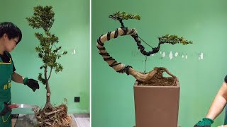 How to bend a bonsai  great bonsai bending skills 89 [upl. by Atinehs]