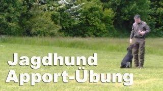 Jagdhunde  Apportieren  junger Deutsch Drahthaar [upl. by Anahgem721]