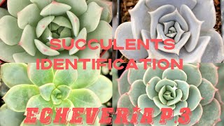 SUCCULENTS IDENTIFICATION  ECHEVERIA P3 [upl. by Hunfredo]