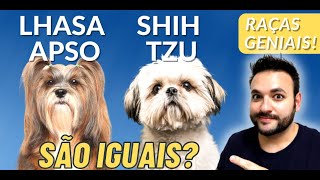 SHIH TZU E LHASA APSO DIFERENÃ‡A QUAIS SÃƒO VEJA E COMPARE ESSAS DUAS RAÃ‡AS GENIAIS PARECIDAS [upl. by Baer341]