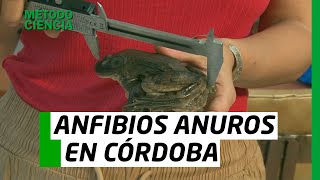 MÉTODO CIENCIA  ANFIBIOS ANUROS EN CÓRDOBA [upl. by Sverre]