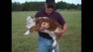 Miniature Hereford calf 3 days old [upl. by Bernelle838]