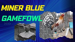 Discover the Fascinating World of Miner Blue Gamefowl [upl. by Valaree961]