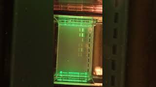 DNA Gel Electrophoresis on PTC Tasters [upl. by Mateo567]