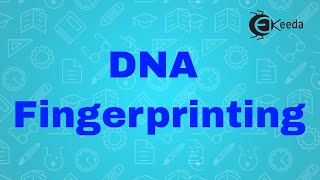 What Is DNA Fingerprinting  Genetic Engineering and Genomics  Biology Class 12 [upl. by Eartha]