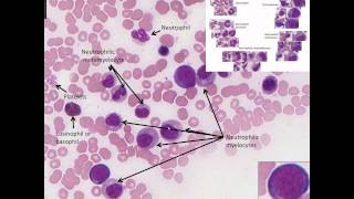 Hematopoiesis Simplified  Part 2 Granulopoiesis [upl. by Gytle110]