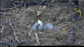 2017 03 30 Washington DC Eagles  The second is hatched [upl. by Stoops]