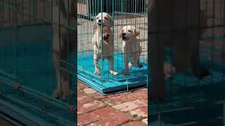 Cute Labrador puppies dog labrador labradorretriever puppy doglover dogshorts [upl. by Yclek]