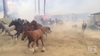 Hundreds of Horses Stampede in Desperate Escape From California Fires [upl. by Prentiss322]