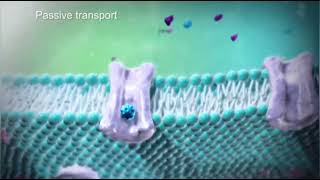 Active Transport amp Passive Transport  Cell Transport  Medical Animations [upl. by Nya]