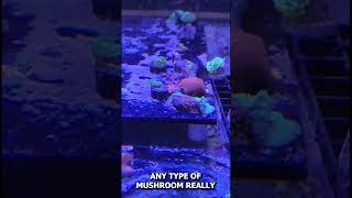 The 3 BEST corals for beginners [upl. by Koenraad]