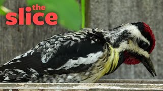 Yellow bellied Sapsucker banging on an aluminum ladder [upl. by Serge]