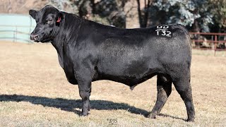 Lot 20 BRU22T32 Hillview Angus 2024 [upl. by Aerahs]