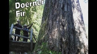 The Doerner Fir  Worlds Tallest Douglas Fir [upl. by Dieterich994]