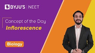 Inflorescence  BIOLOGY  NEET  Concept of the Day  Pushpendu Sir [upl. by Koppel]