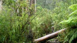 Lyrebird calling in mountain ash forest [upl. by Morgan40]