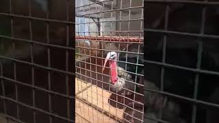 Guinea fowl sound ytshort [upl. by Amliv]