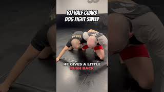 BJJ Half Guard Dog Fight Sweep jiujitsu [upl. by Kora344]