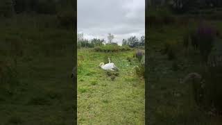 Did you see aggressive Swanshorts swans agressive [upl. by Harbed]