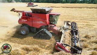 Saving Downed Wheat with Case IH Combines [upl. by Eadas]