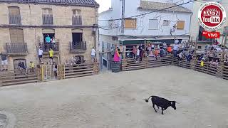 Vídeo resumen Encierro Chiclana de Segura 090924 [upl. by Arlina]