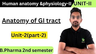 Anatomy of GI tract Human anatomy amp PhysiologyIIUnit2Part2 BPharma 2nd semester [upl. by Sillsby]