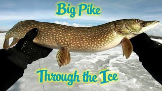 Ice Fishing Sandy Pond 2020  Big Pike and Dinky Perch [upl. by Oiramd]