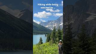 Hiking while being watched moose glacierlake mountains glaciernationalpark hiking [upl. by Cired]