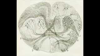 D Santiago Ramon y Cajal A life committed to neuroscience [upl. by Enirhtak]