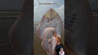 Another successful mission Stingray fish fishing stingray shark sealife ocean shorts fish [upl. by Sherwin]