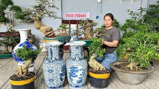 An bonsai 166 0939700449 xả hàng rút vốn lô cây cảnh đa dạng và một số món đồ trang trí [upl. by Dysart]