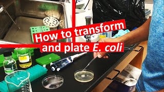 E coli transformation and plating [upl. by Anasus]