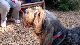 Rocky the Otterhound Otterhound Eros sings on demand [upl. by Ahsikin]